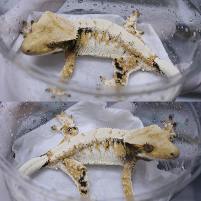 트라이 익스트림할리퀸