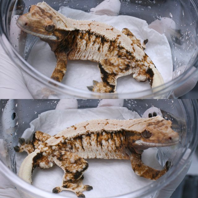 Extreme Harlequin Tri