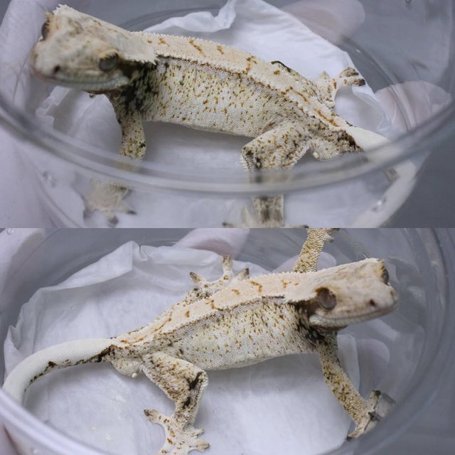 Normal Drippy White Spot