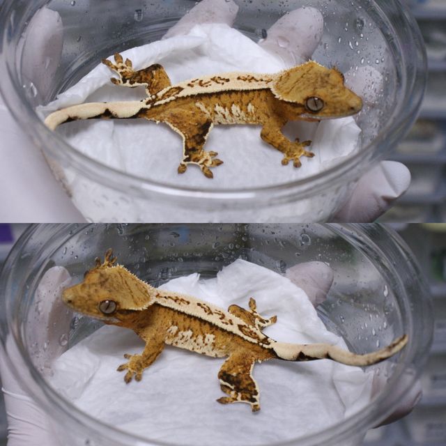 크림 크림시클 옐로우 화이트