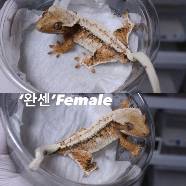 트라이 익스트림할리퀸 할리퀸 드리피