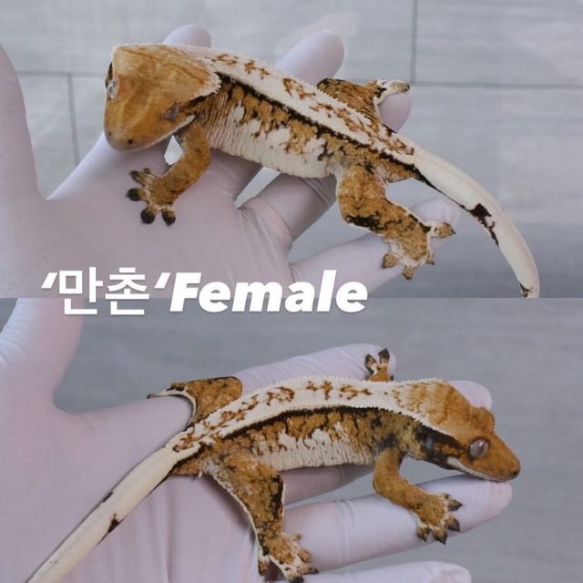 트라이