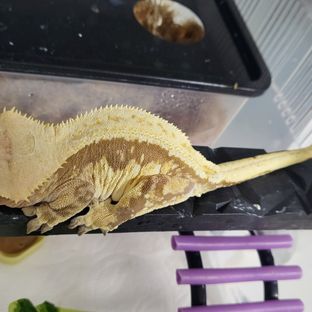 노멀 크림시클 핀스트라이프