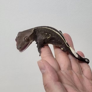 아잔틱 화이트포트홀