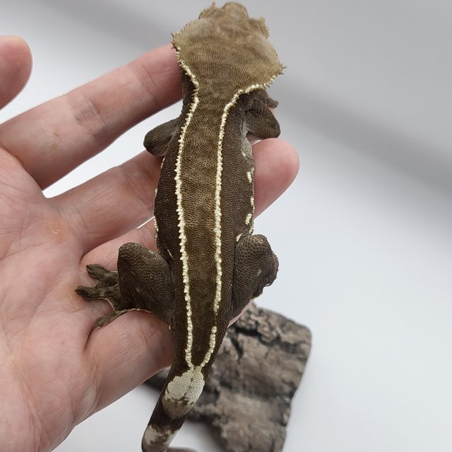 아잔틱 풀핀 화이트포트홀