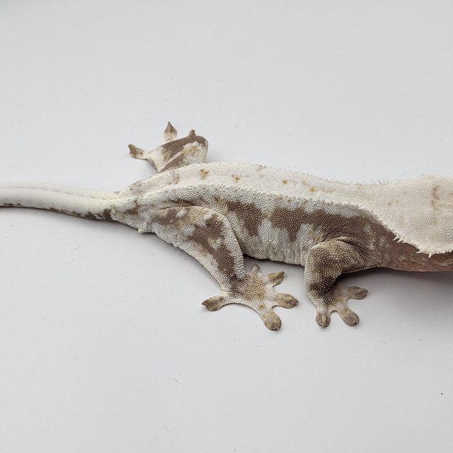 릴리100%헷아잔틱