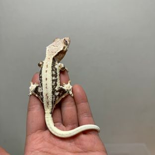체리