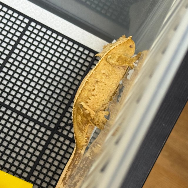 노멀 옐로우 크림시클 풀핀