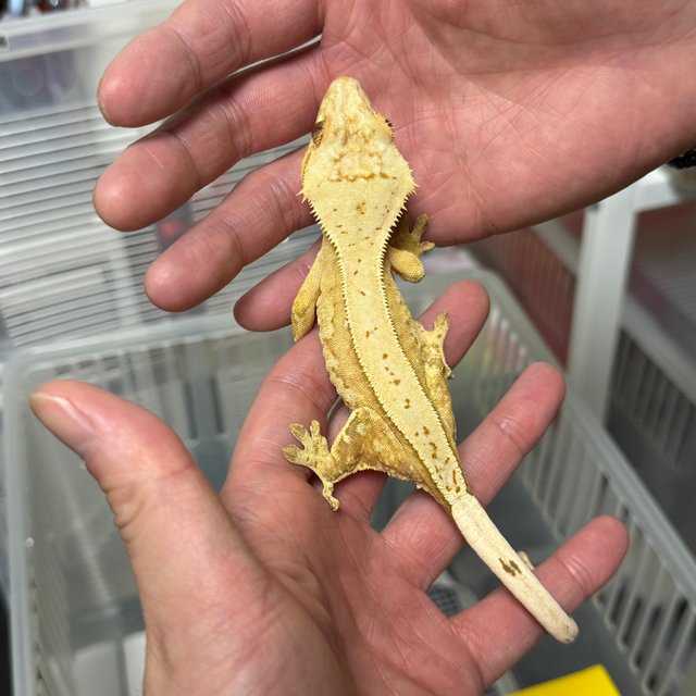 노멀 옐로우 크림시클 풀핀