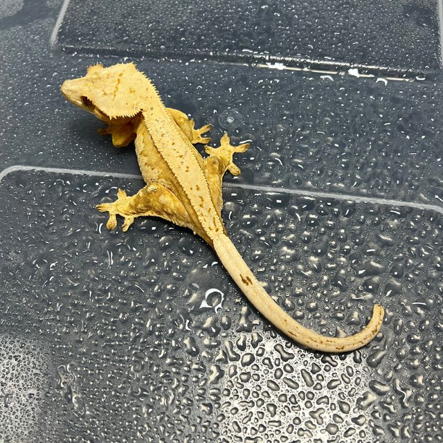 노멀 옐로우 크림시클 풀핀