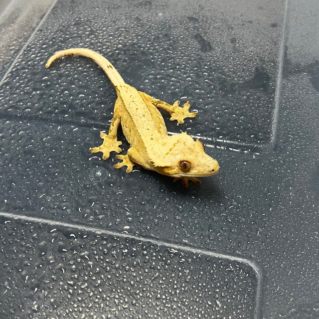 노멀 옐로우 크림시클 풀핀