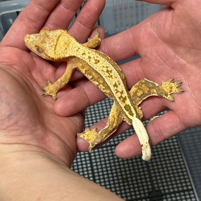 트라이 풀핀 노멀