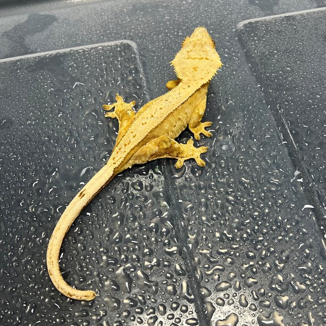 노멀 옐로우 크림시클 풀핀