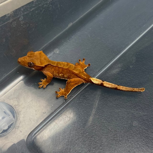 레드 바이 화이트포트홀