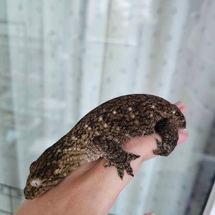 GT