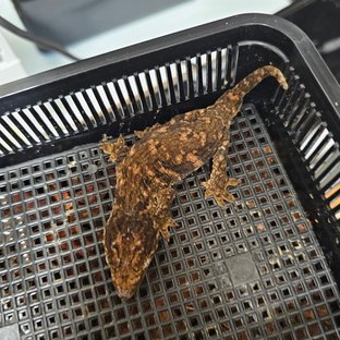 레드바