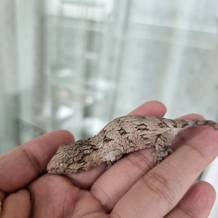 레드바 하이 컬러
