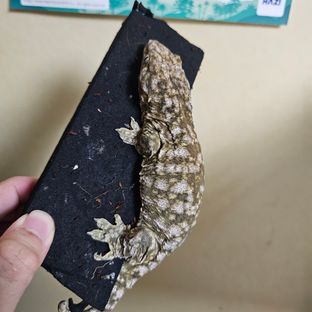 노멀