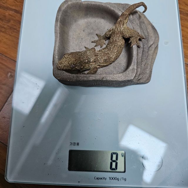 포인디미에
