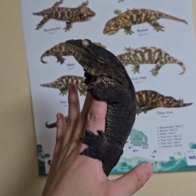 포인디미에