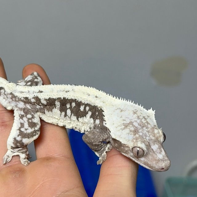 아잔틱 릴리화이트 릴잔틱