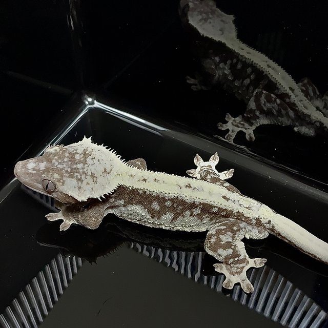 아잔틱 릴리화이트 릴잔틱