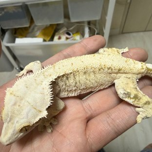 풀커버