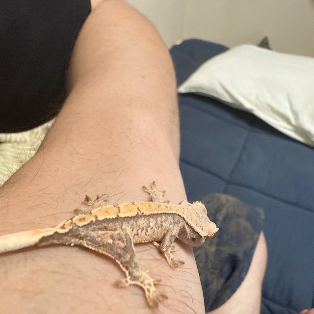 노멀 드리피 화이트스팟