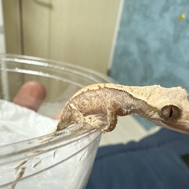 노멀 드리피 화이트스팟