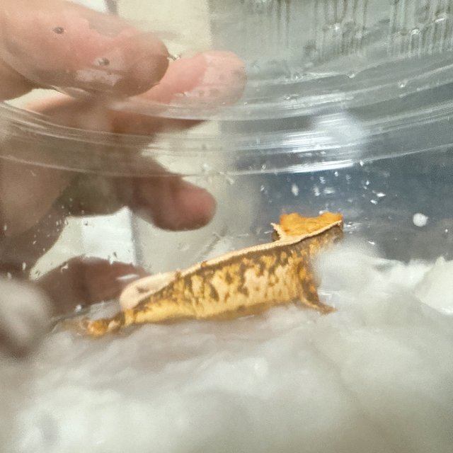 노멀 드리피 화이트스팟