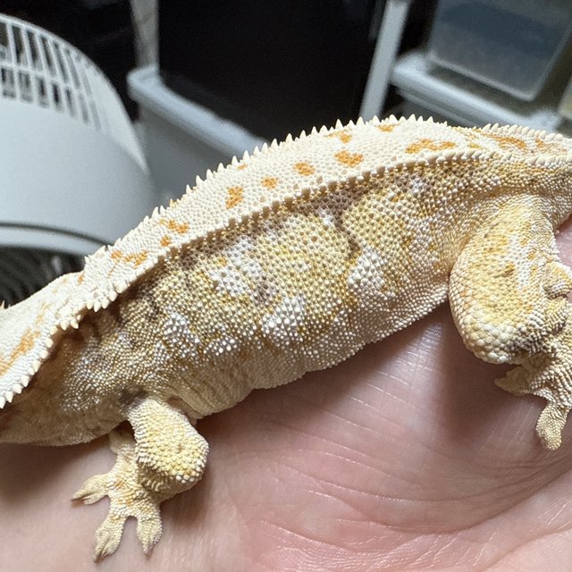 노멀 드리피 화이트스팟