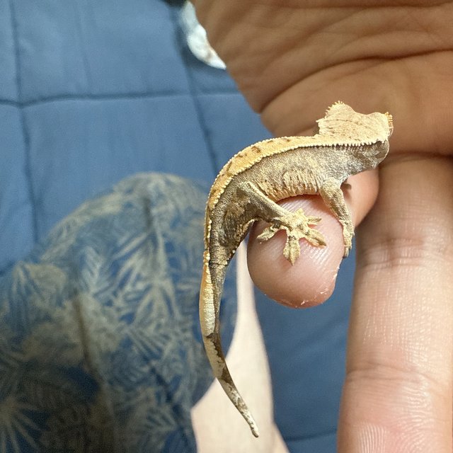 노멀 드리피 화이트스팟