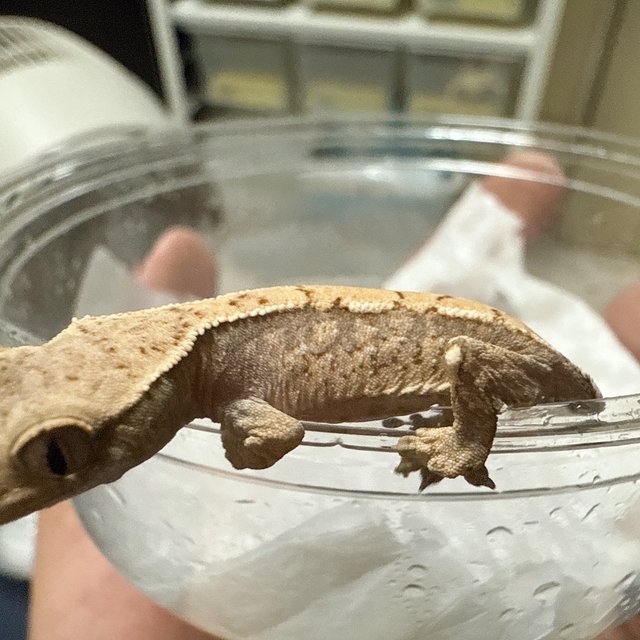 노멀 드리피 화이트스팟