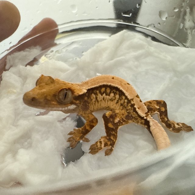 노멀 드리피 화이트스팟