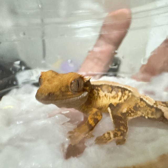 노멀 드리피 화이트스팟