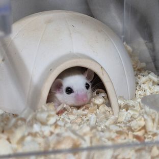 흰둥이