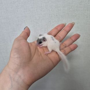 달마시안1