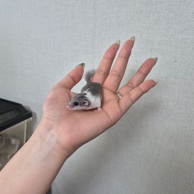 파이드