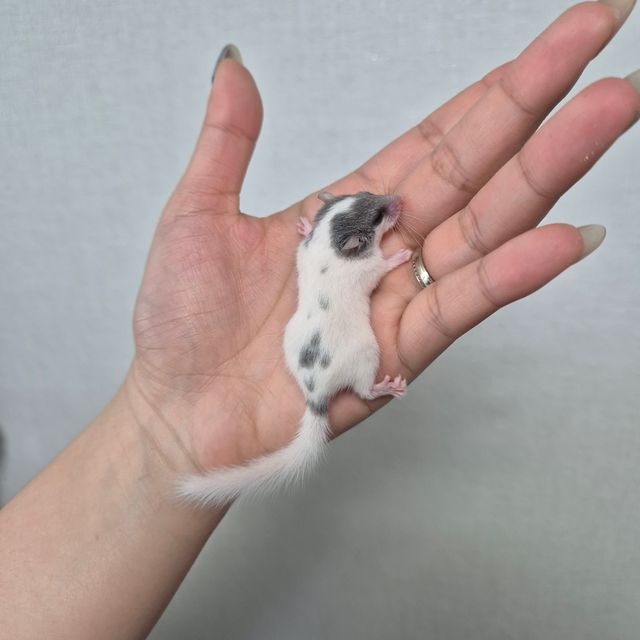 달마시안