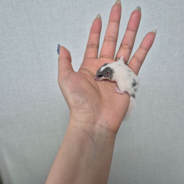 달마시안