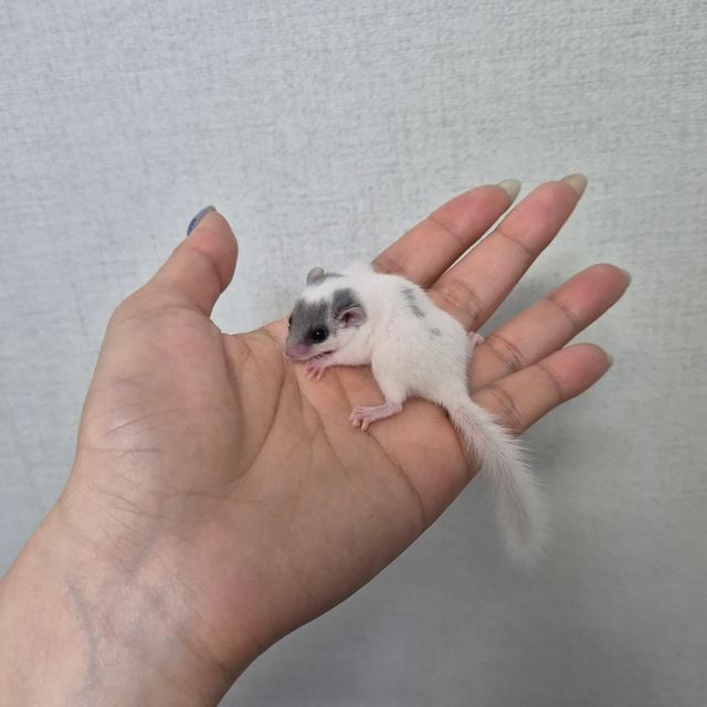 달마시안