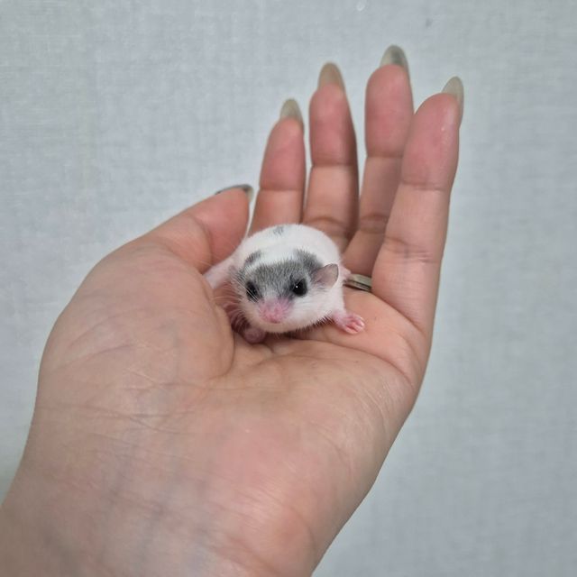 달마시안
