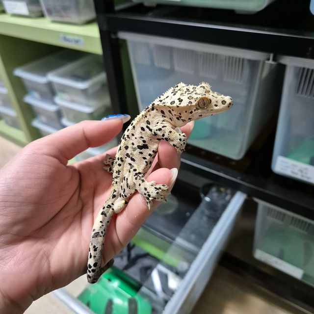 달마시안 슈퍼달마시안
