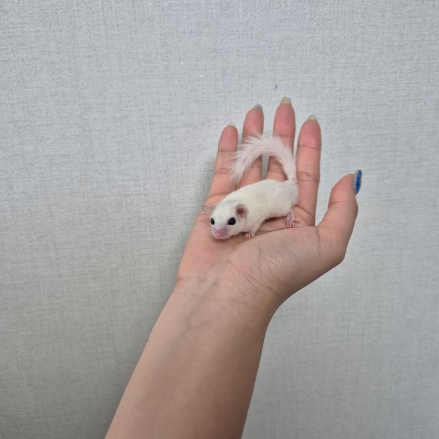 루시스틱