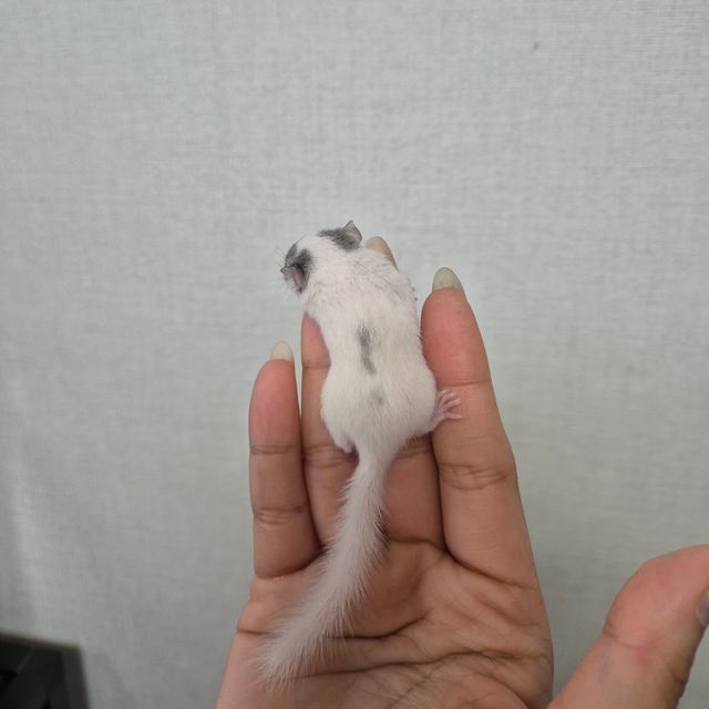 달마시안