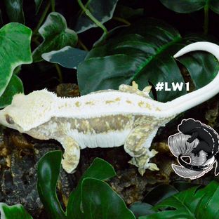 LW1