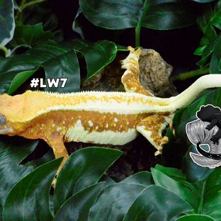 LW7