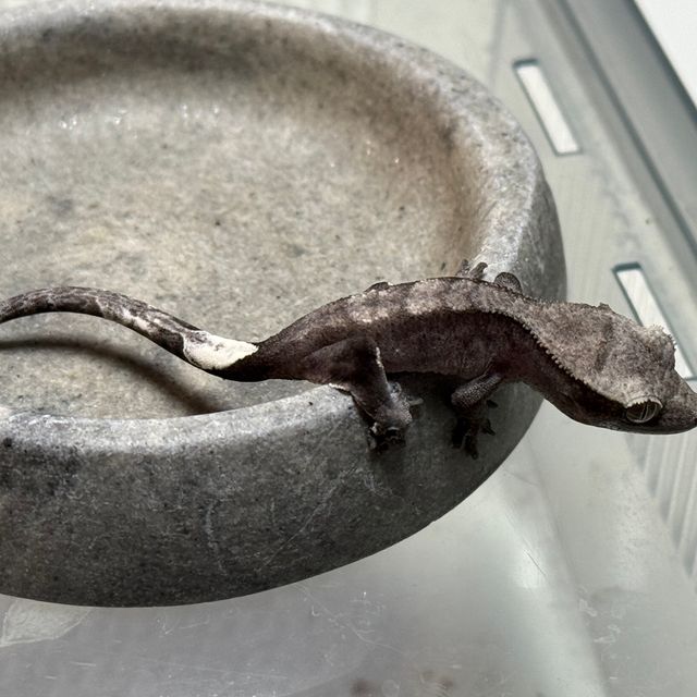 아잔틱 다크