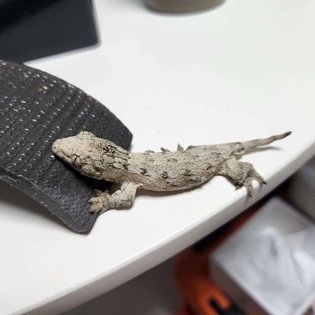 누아나 노멀