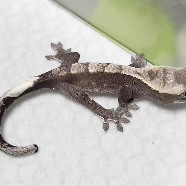 아잔틱